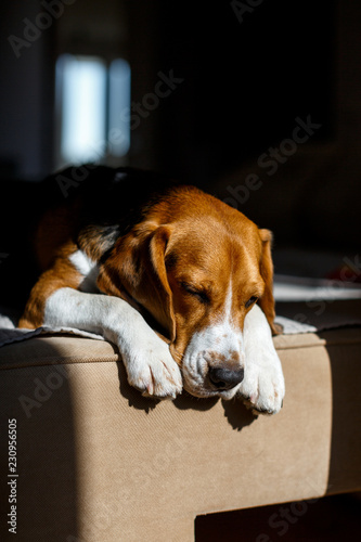 Beautiful beagle sleeping on a couch in the sunshine