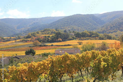 vignes à l automne