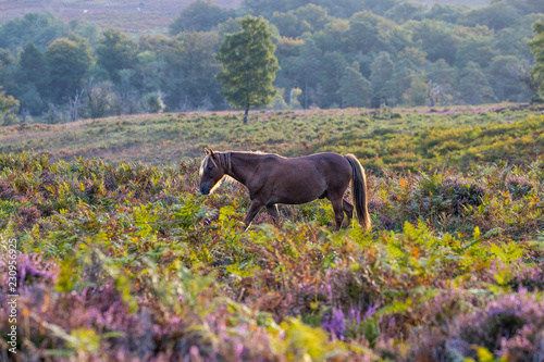 Quadro em tela New Forest Pony