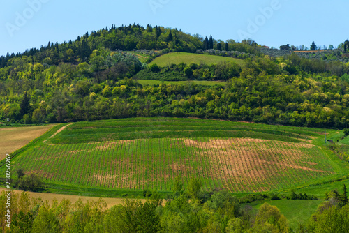 Beautiful Tuscany landscape with vineyards in Chianti in spring. Tuscany  Italy
