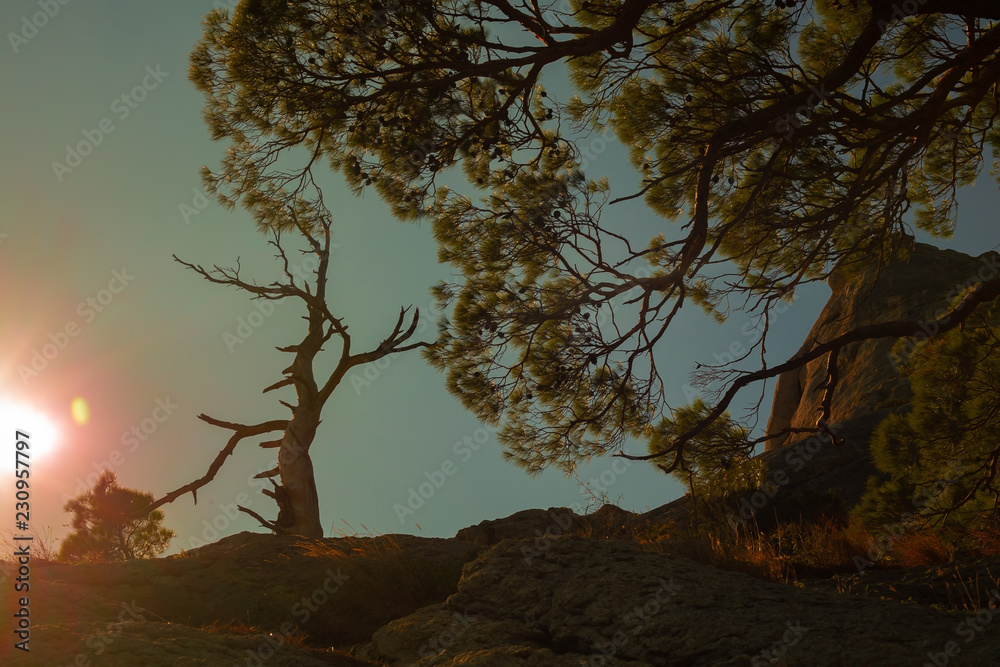 california oak on mountain sunset