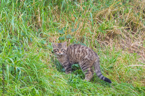 Scottish wildcat (Felis silvestris grampia) kitten © Stephan Morris 