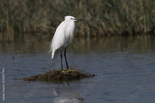 egert near water body , white bird near water body © Sunil Sharma