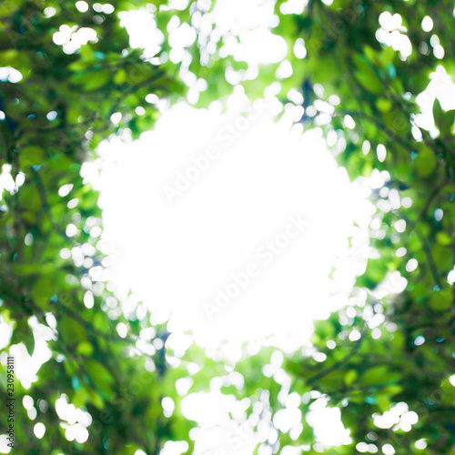 Sunny abstract green nature background, circle frame with the bokeh of light through the trees as a background image