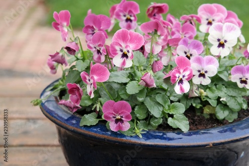 Violets or colorful pansies in blue flower pot. On wooden table in green garden. Natural background with copy space