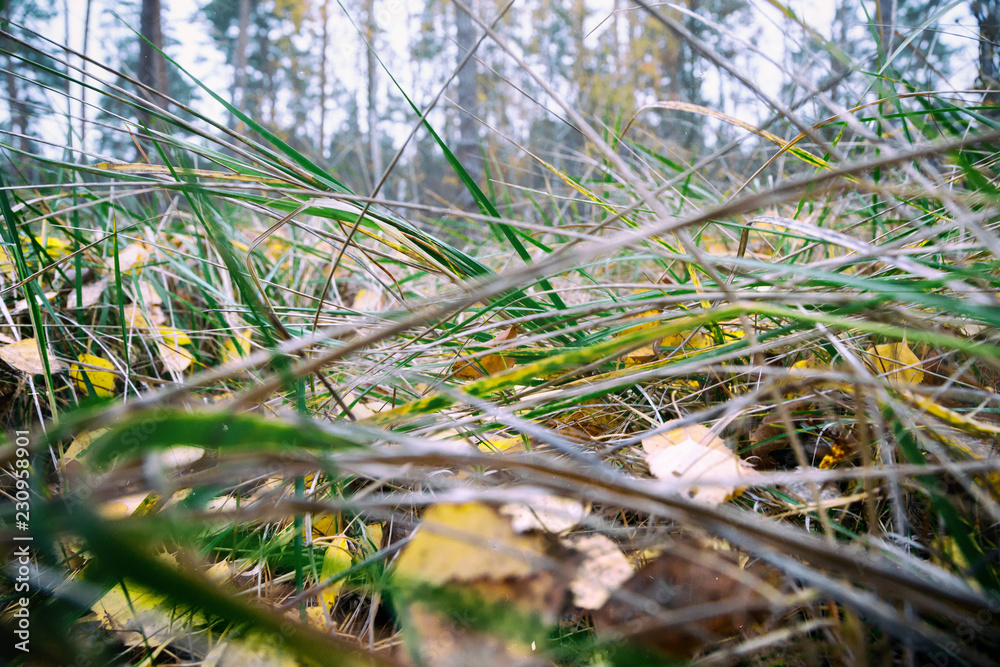 Green grass in autumn Green grass in autumn