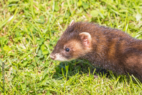 Polecat with grass background