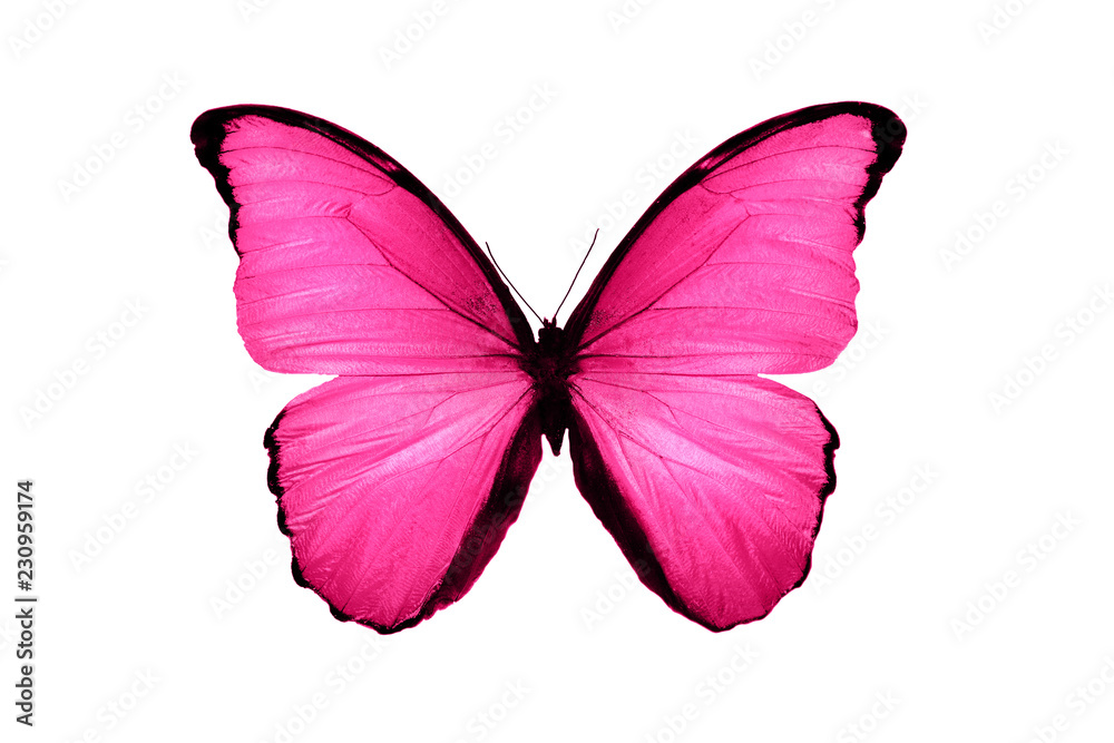 Obraz premium piękny różowy motyl na białym tle
