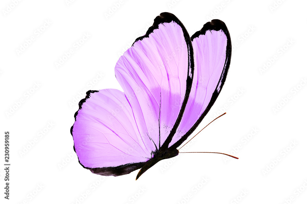 Naklejka premium piękny fioletowy motyl na białym tle