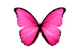 beautiful pink butterfly isolated on white background