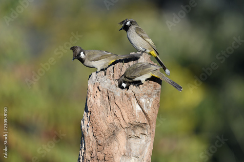 himalayan bulbul on tree branch with isolated background