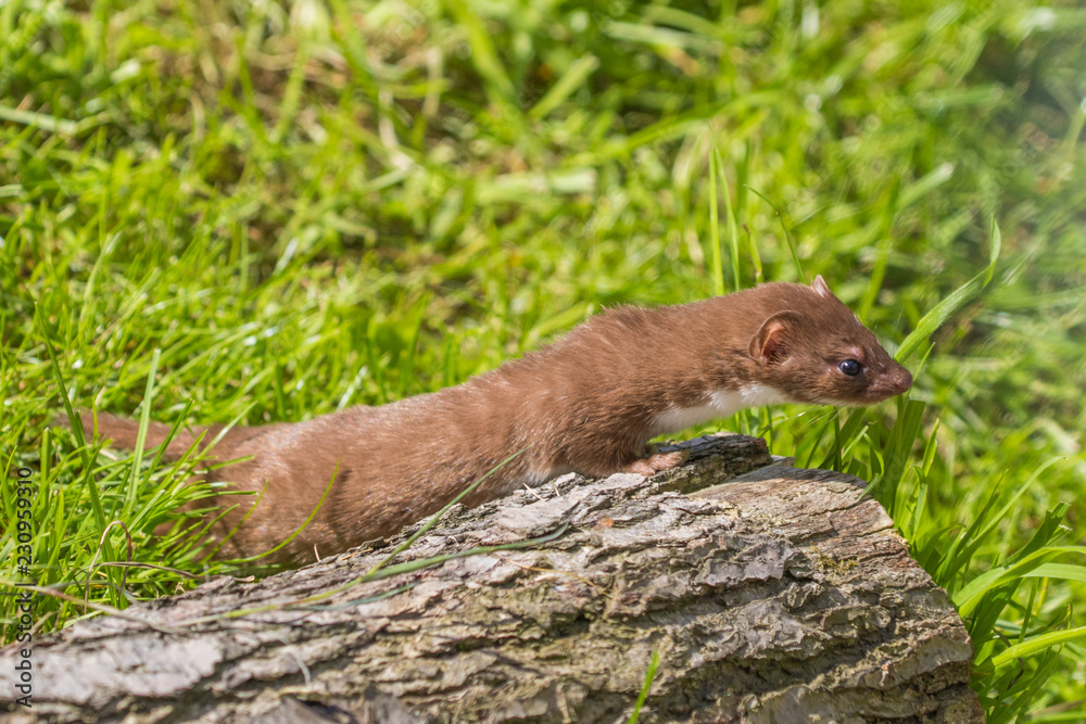 Weasel or Least weasel (mustela nivalis) Weasel or Least weasel (mustela nivalis)