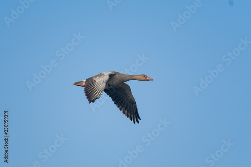 Bird in flight , duck in flight with blue sky