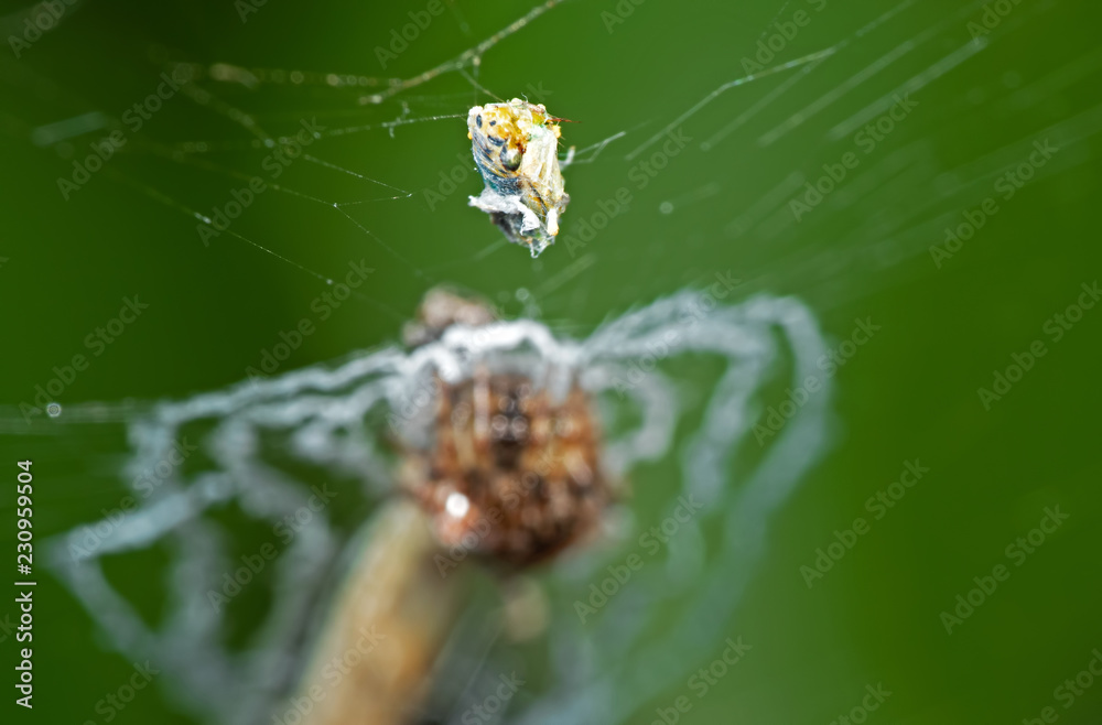 Macro Photo of Little Insect Stuck on The Spider Web with Spider Background Macro Photo of Little Insect Stuck on The Spider Web with Spider Background