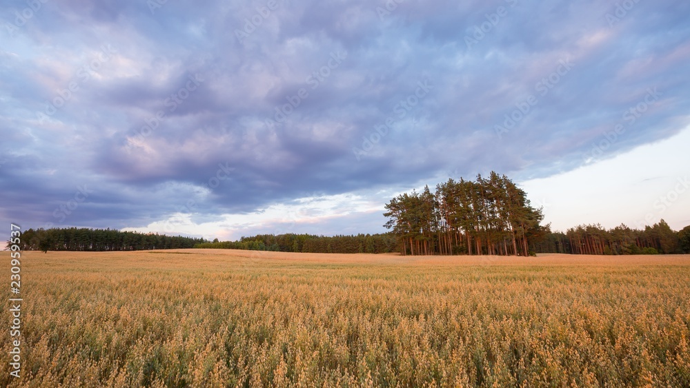Beautiful summer sunset landscape with oat field