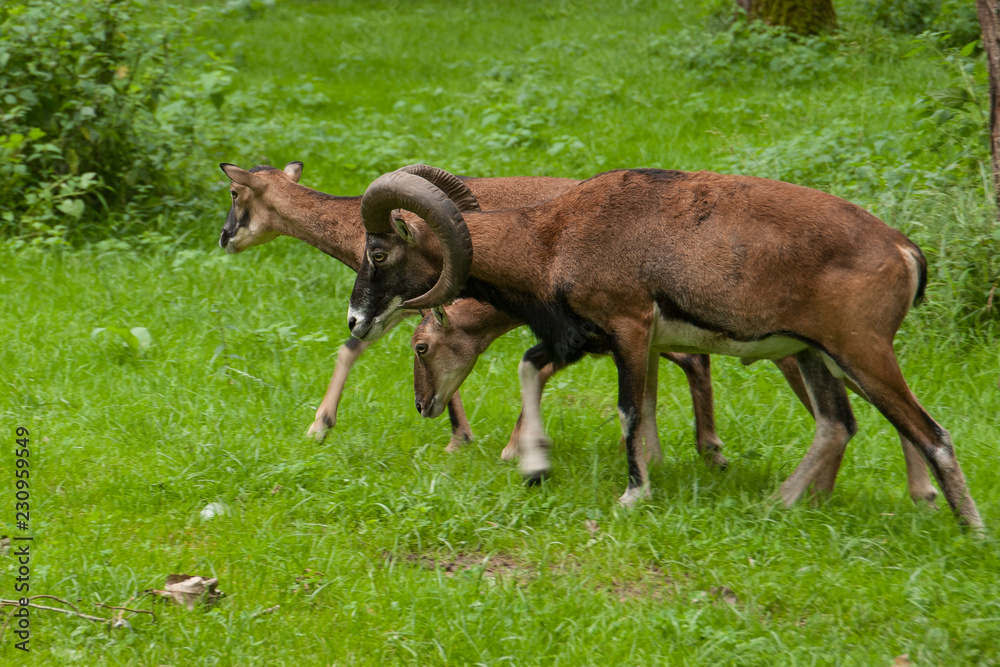 Europäischer Mufflon (Ovis gmelini musimon) Europäischer Mufflon (Ovis gmelini musimon)