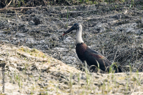 wooly neck stork photo