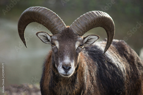 Portrait Europäischer Mufflon (Ovis gmelini musimon)