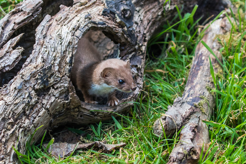 Weasel or Least weasel (mustela nivalis) looking out of hole in tree log