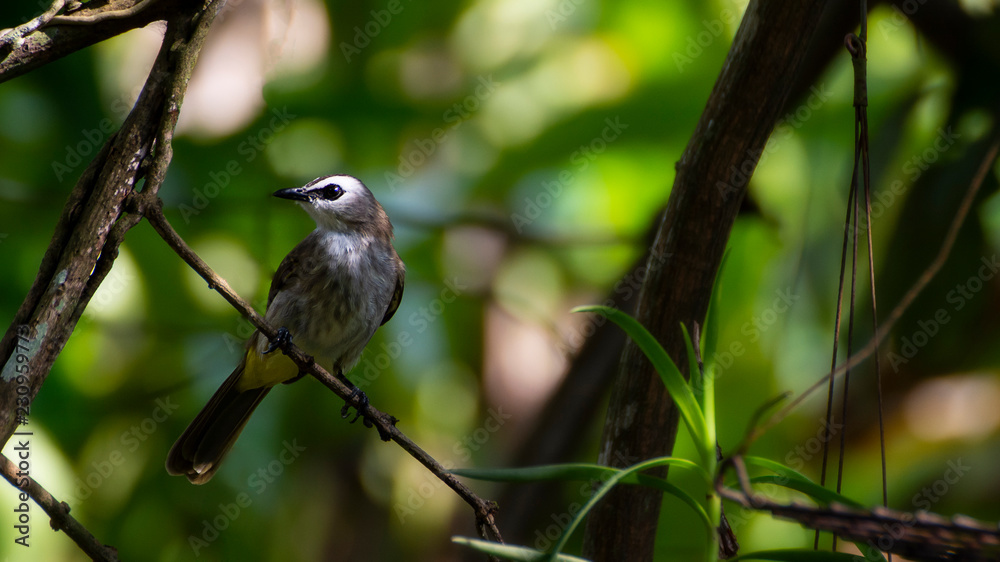 yellow-vented bulbul on stick