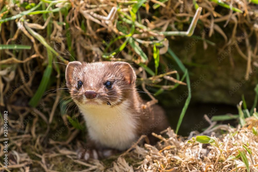 Obraz premium Weasel or Least weasel (mustela nivalis) looking out of hole in tree log