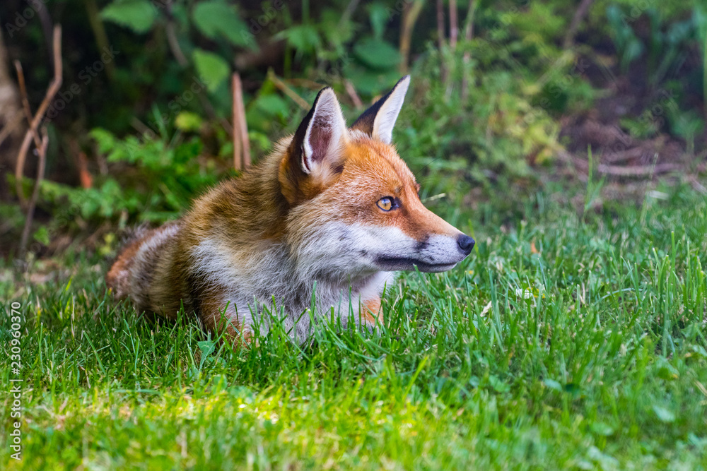 Red Fox on grass Red Fox on grass