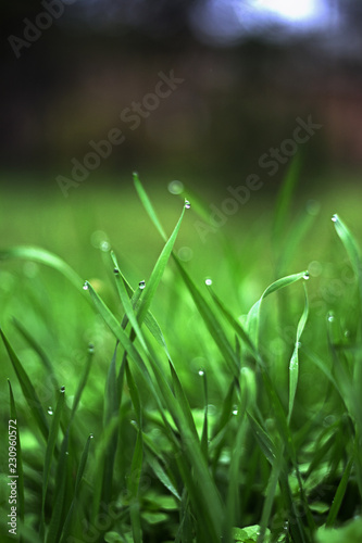 Green grass with dew. Close-up photo grass on the green blurred background.