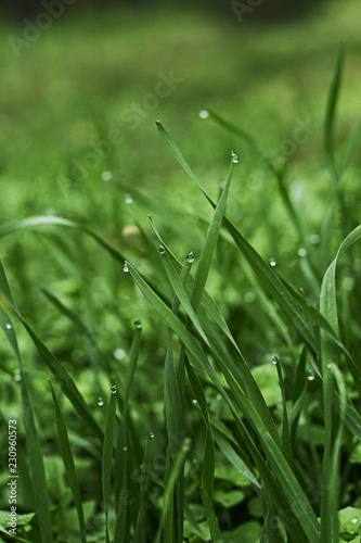 Green grass with dew. Close-up photo grass on the green blurred background.