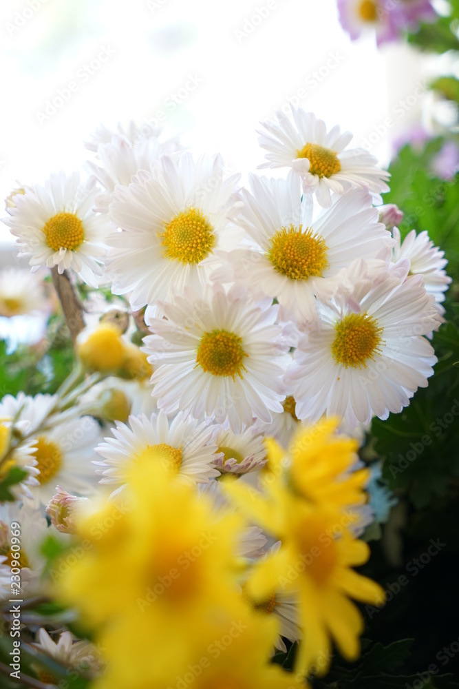 Fototapeta premium 菊の花