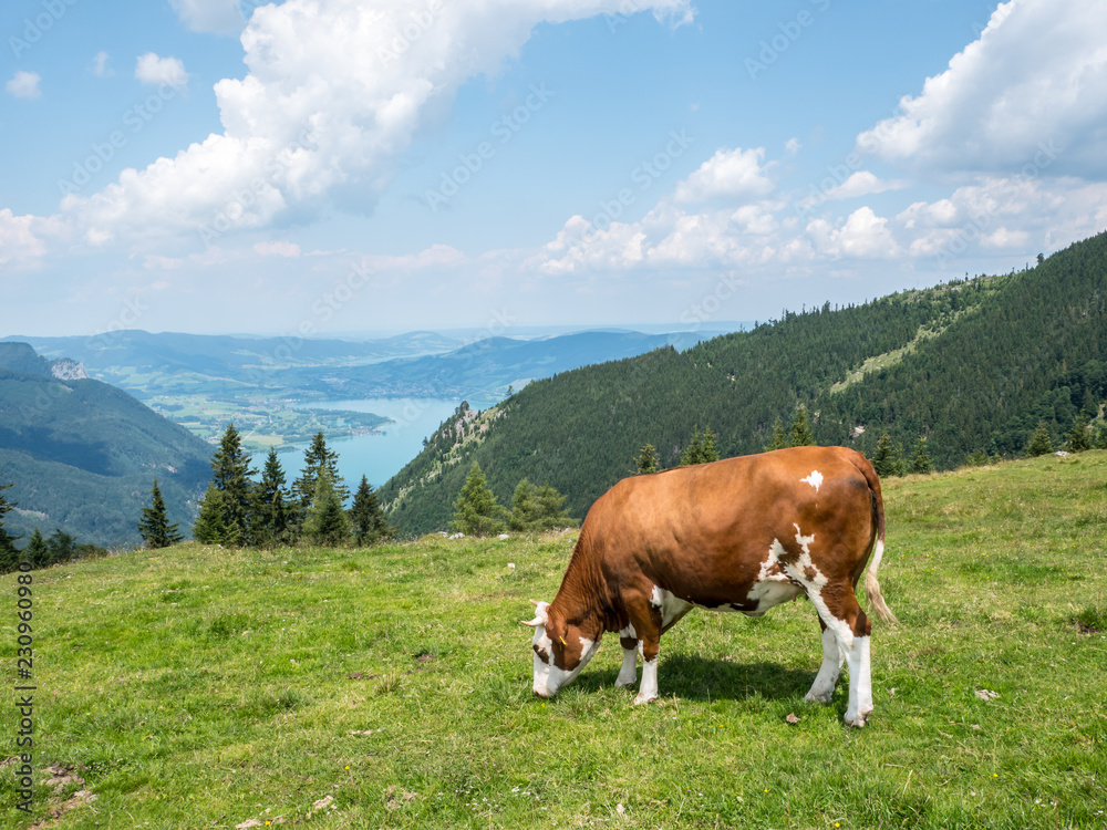 Salzburger Land