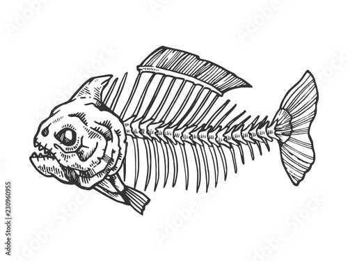 Piranha fish skeleton animal engraving vector illustration. Scratch board style imitation. Black and white hand drawn image.