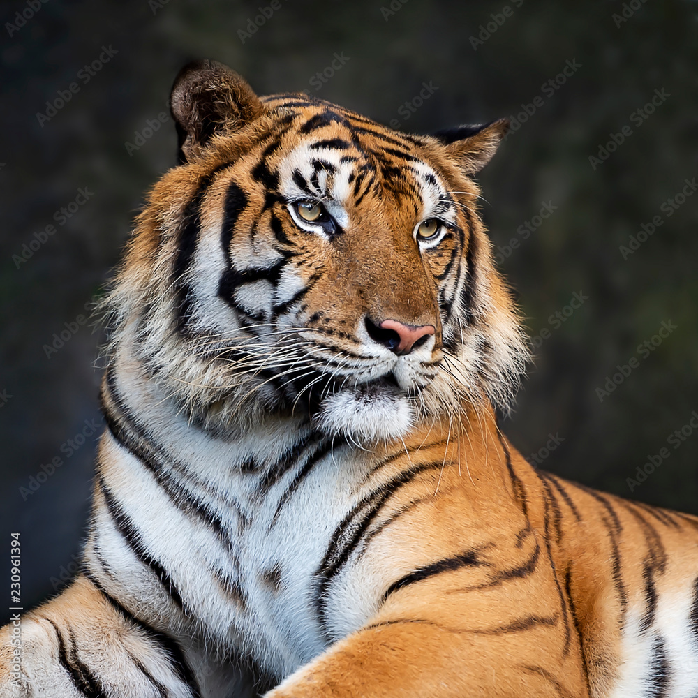 Fototapeta premium Portrait of tiger.