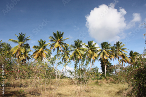 Martinique, palmiers sous le vent à la pointe du Marigot © odjectif
