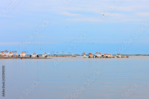 Wild flock of common great pelicans  pelecanus onocrotalus  on a sandy bar in Delta of Danube river at Danube biosphere reserve