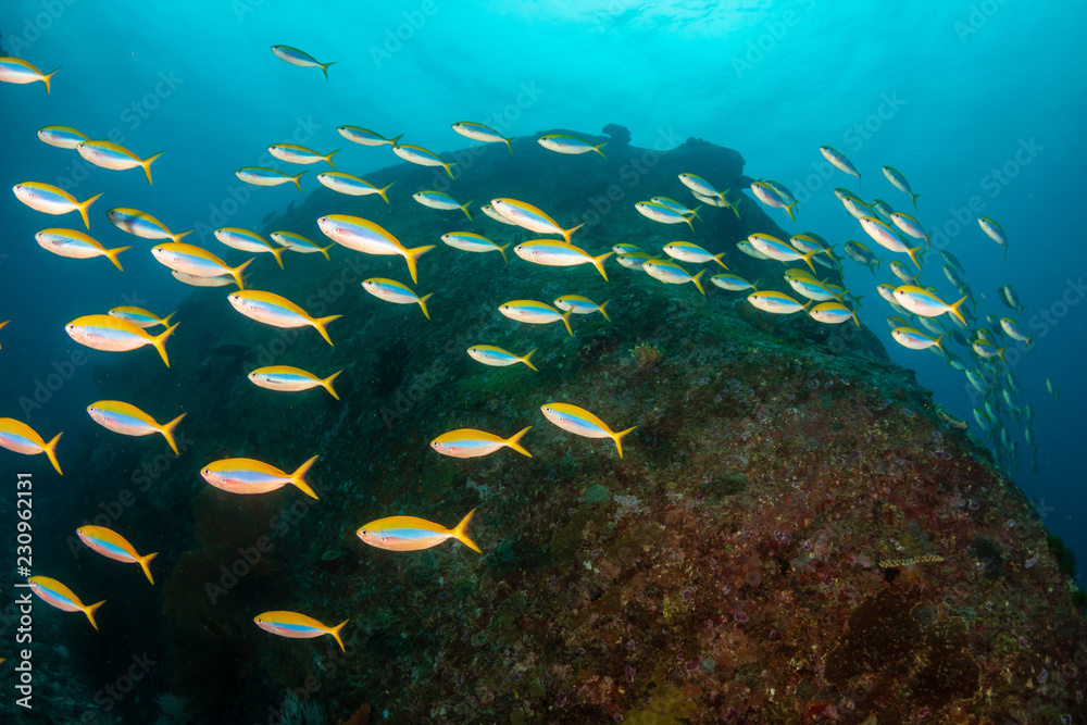 Naklejka premium Beautiful schools of tropical fish swimming around a colorful coral reef