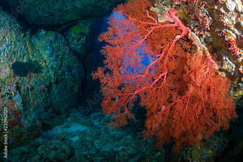 Corals, seafans and tunnels on an underwater tropical reef photo