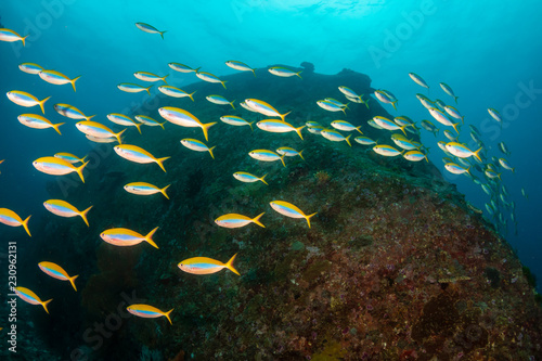 Beautiful schools of tropical fish swimming around a colorful coral reef
