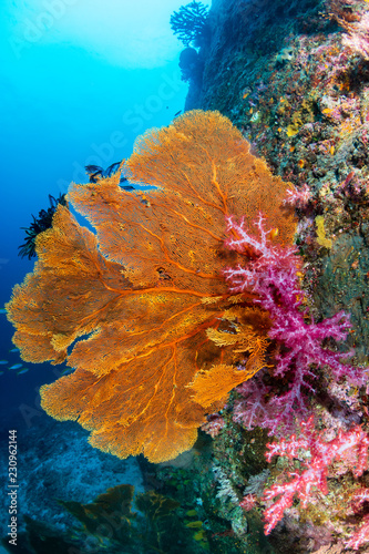 Fototapeta Naklejka Na Ścianę i Meble -  Tropical fish and colorful corals on a healthy tropical coral reef