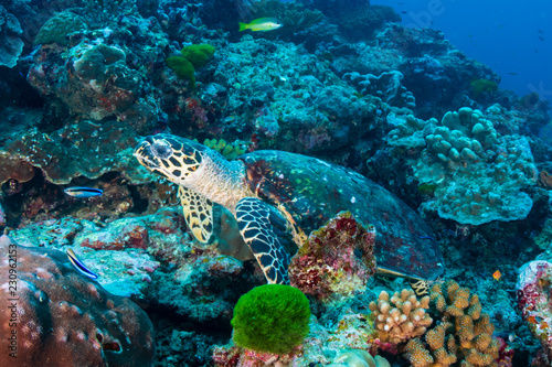 Hawksbill Seaturtle on a colorful tropical coral reef © whitcomberd
