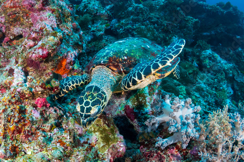 Hawksbill Seaturtle on a colorful tropical coral reef