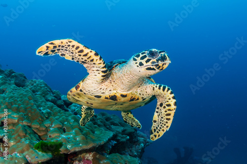Hawksbill Seaturtle on a colorful tropical coral reef