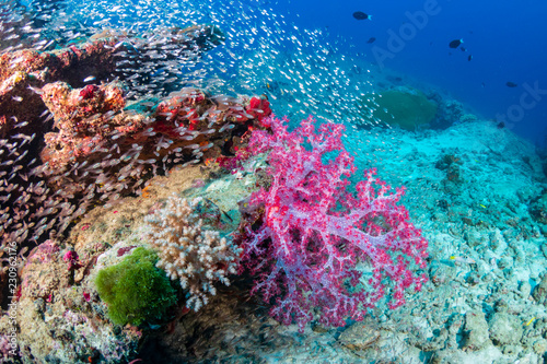 Fototapeta Naklejka Na Ścianę i Meble -  Tropical fish and colorful corals on a healthy tropical coral reef