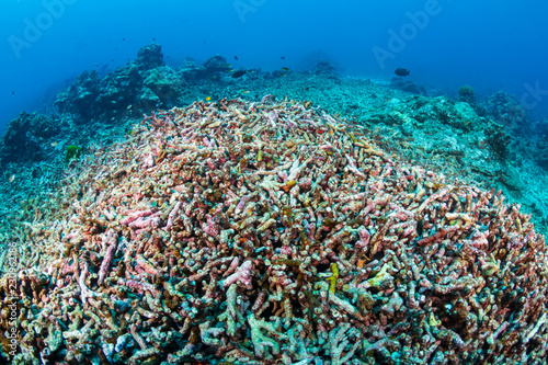 A huge area of bleached, broken and dead coral caused by rising sea temperatures during a bleaching event
