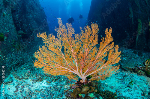 Fototapeta Naklejka Na Ścianę i Meble -  A colorful tropical coral reef at the Similan Islands, Thailand