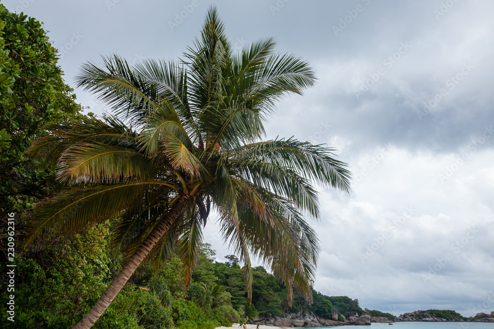 Palm tree and a stormy sky on a quiet tropical sandy beach