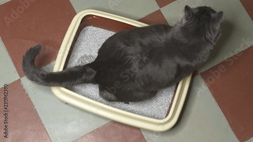 Cat using litter box with clumping litter. Cleaning cat litter box. Woman scooping out clumped liquid wastes. Sequence. photo