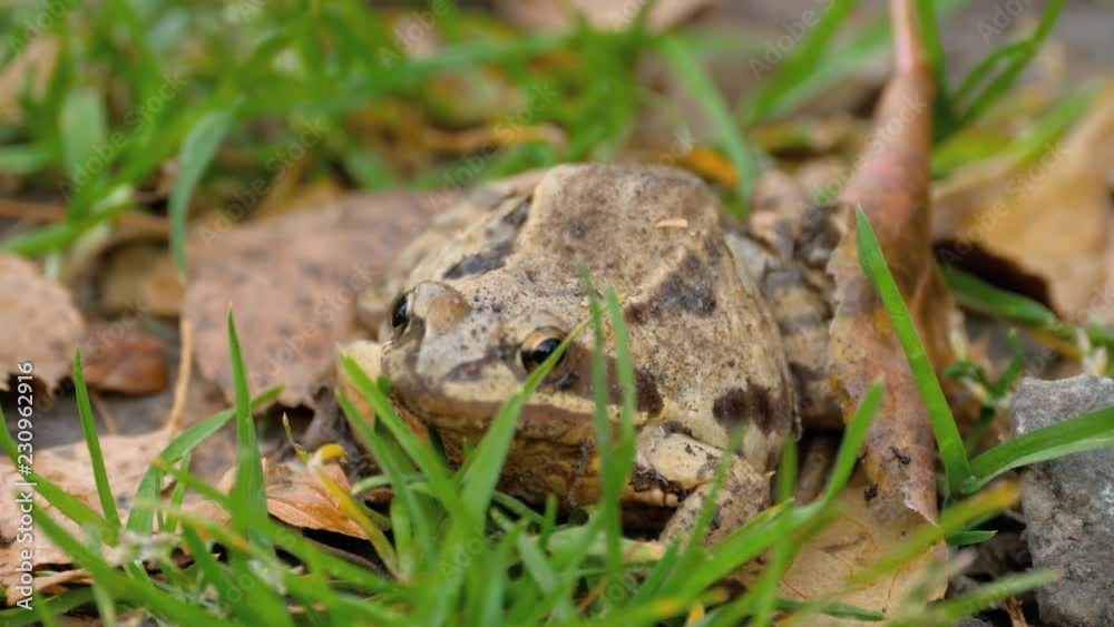 Brown frog in grass Brown frog in grass