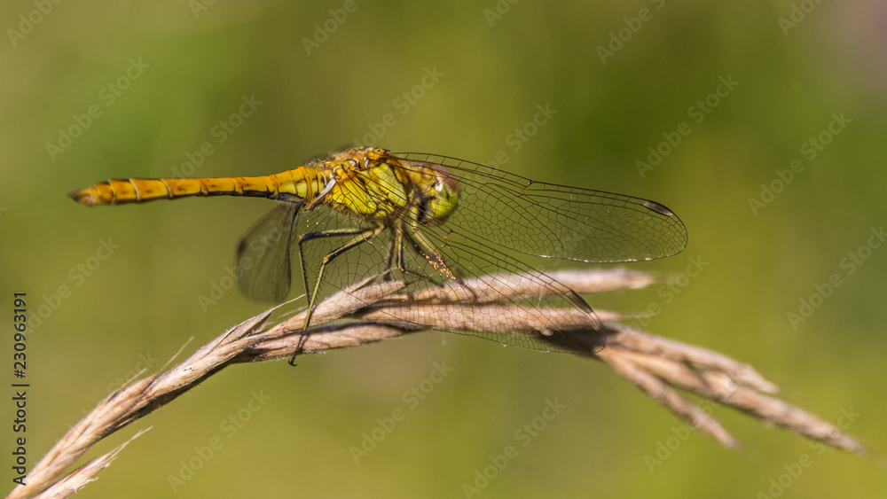 Macro of dragonfly on branch Macro of dragonfly on branch
