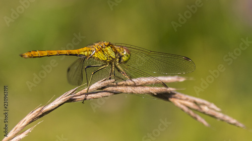 Macro of dragonfly on branch