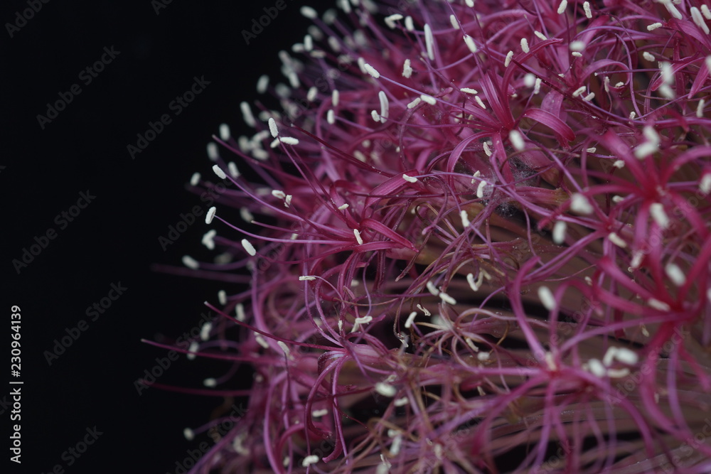 Fototapeta premium Bulbosa rara fiorita, Boophone disticha